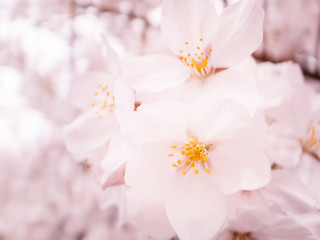 Cherry Blossoms_桜
