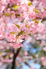 Ume Blossoms_梅の花