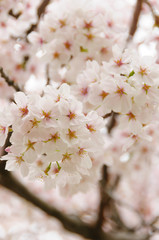 Naklejka premium Cherry Blossoms_桜