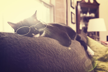 Black and White cat sleeping in the sun on top of a couch in the