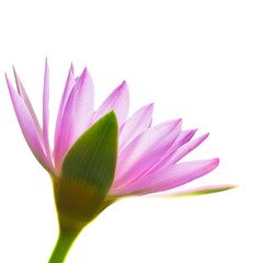 Colorful of a lotus.