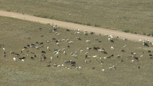 Time Lapse of Goats Clearing Wildfire Fuel in Field