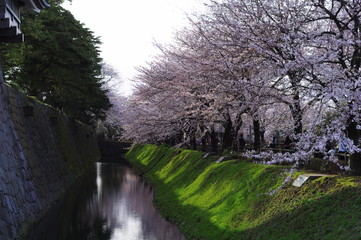 桜とお堀