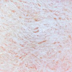 Fresh edible bird's nest on red paper