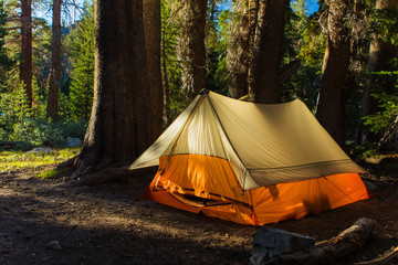 A light colored tent sits in a pine forest as morning sunlight hits it from the side - 134912384
