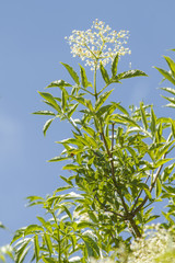 Black Elder (Sambucus nigra), flower, Galicia, Spain.