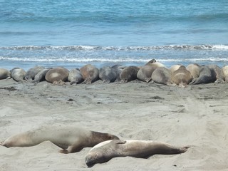 Elephant Seals on the Beach
