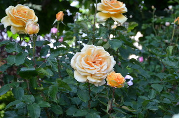 big orange rose