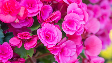 beautiful pink begonias in the garden.