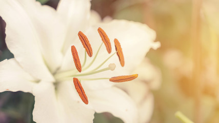 Fototapeta na wymiar white lily in the garden, vintage color.