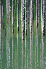 自然湖の立ち枯れ