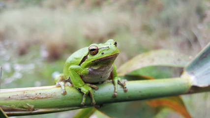 The green tree frog