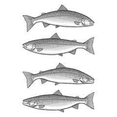Illustration of a male and female Atlantic Salmon