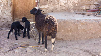 Egyptian ghetto village view of sheeps