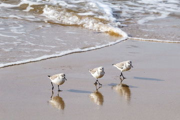 Sandpipers (Sanderlings) retreating in unison from an incoming wave,at Crystal Cove State Park in Laguna Beach, California
