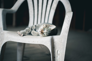 lazy cat