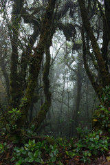 dark mossy forest