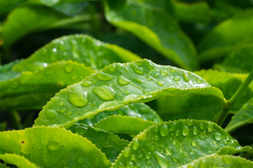 green leafs with dew close up 