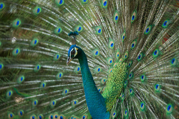 Obraz premium Beautiful peacock close up