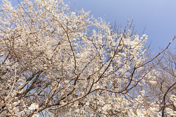  tree in bloom