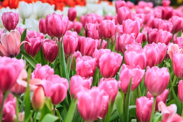 Colorful tulips pink color in  garden, tulips background
