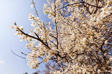 Obraz premium tree in bloom