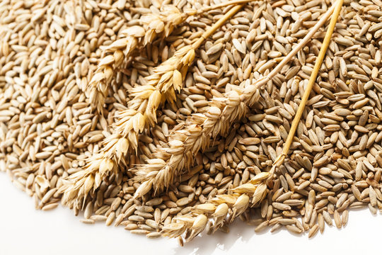 ears of wheat grain meal