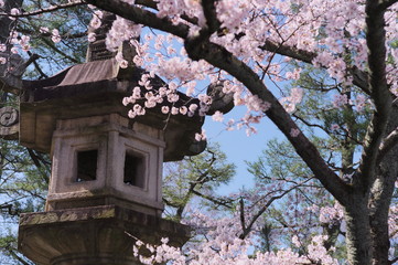 桜と石燈籠