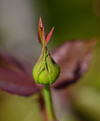 Risen rosebud