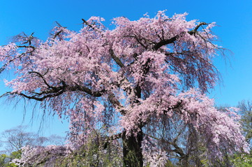 円山公園の桜
