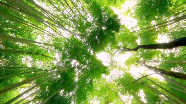 Bamboo forest above, On the move.