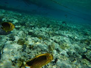 Underwater world of the Red sea