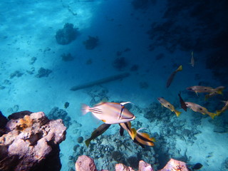 Underwater world of the Red sea
