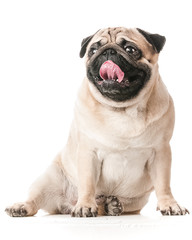 pug