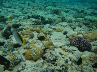 Underwater world of the Red sea