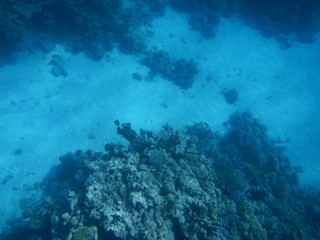 Fototapeta na wymiar Underwater world of the Red sea