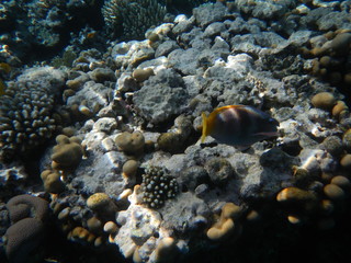 Underwater world of the Red sea