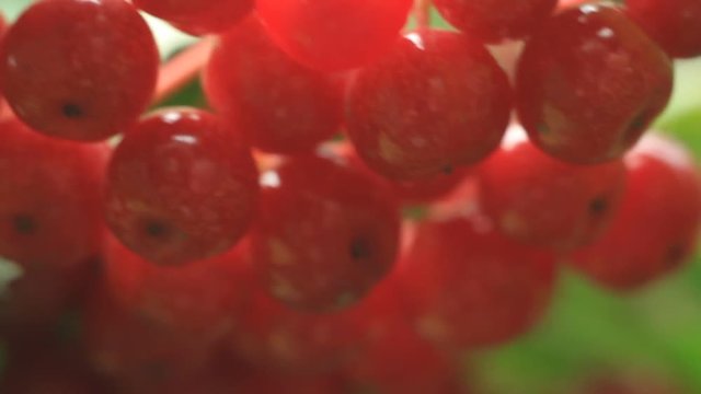 Red Viburnum berries in the tree 