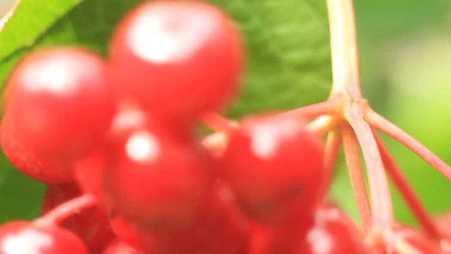 Red Viburnum berries in the tree 