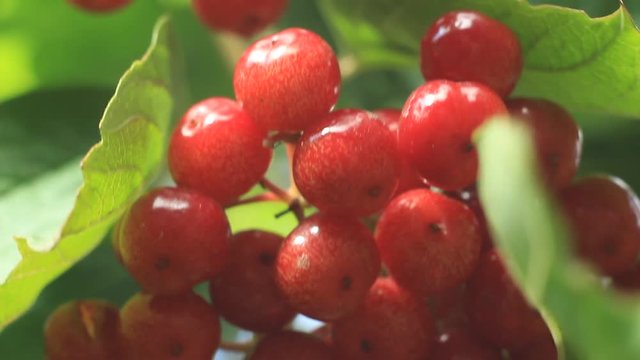 Red Viburnum berries in the tree 