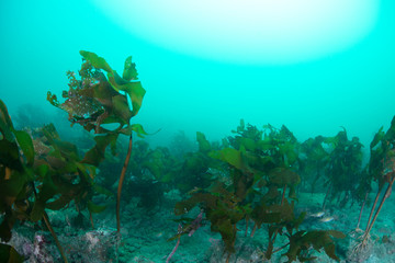 Fototapeta premium Seaweed