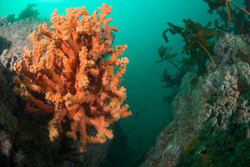 Fototapeta na wymiar Orange Coral