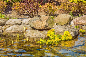 Obraz na płótnie Canvas Красивые желтые цветы на берегу озера