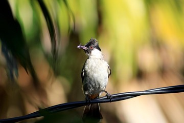black crested bird
