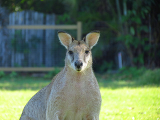 wallaby looking towards the camera