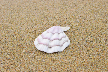Fototapeta na wymiar Sea shell on the beach