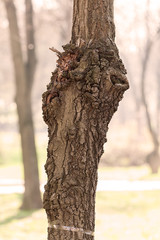 Fototapeta premium tree bark