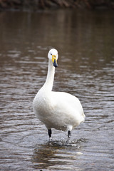 可愛らしい白鳥