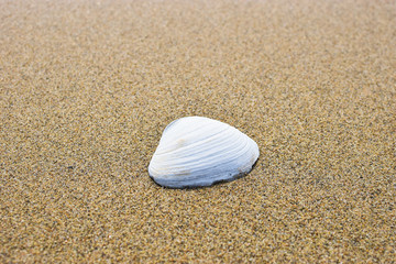 Fototapeta na wymiar Sea shell on the beach