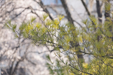 branchs of softwoods